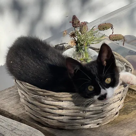 Pensjonat Casa Flores Funchal (Madeira)