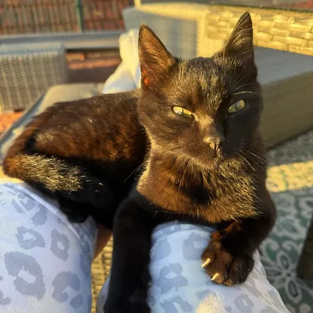 Casa Flores Pensjonat Funchal (Madeira)