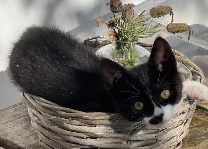 招待所 Casa Flores 丰沙尔