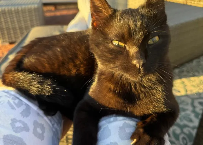 Casa Flores 招待所 丰沙尔